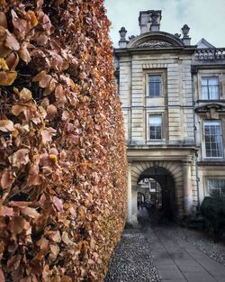 Ivy growing on building against sky