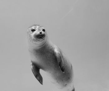 Close-up of turtle swimming in sea