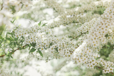 Close-up of white flowering plant