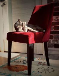 Cat sitting on hardwood floor