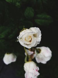 Close-up of white rose