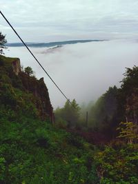 Scenic view of forest against sky