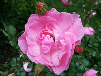 Close-up of pink rose