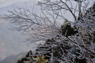 Close-up of frozen bare tree during winter