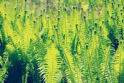 Full frame shot of plants in field