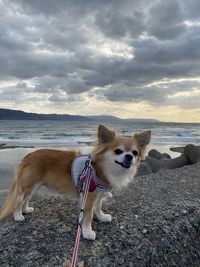 View of a dog on beach