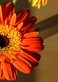 Macro shot of daisy flower