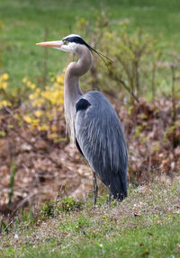 Heron on a field