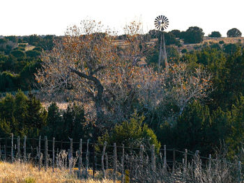 View of trees on field against sky