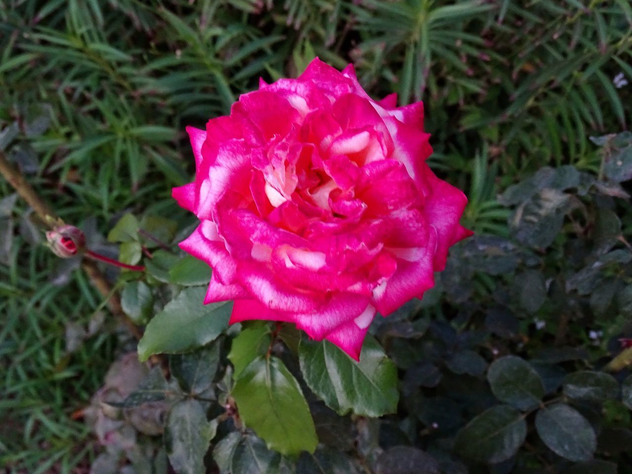 CLOSE-UP OF FRESH PINK ROSE IN RED ROSES