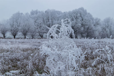 Trees on snow covered field against sky
