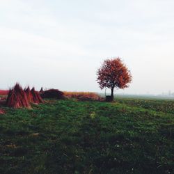 Scenic view of grassy field against sky