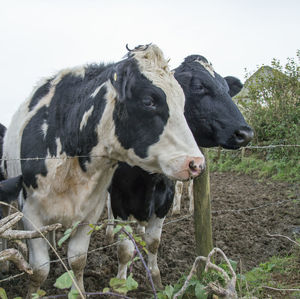 Cow standing on field against clear sky