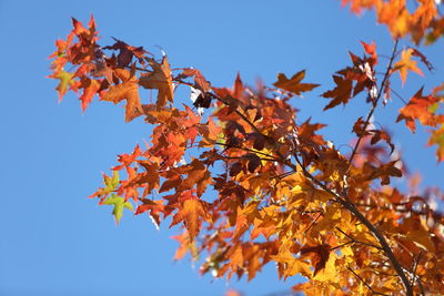 Low angle view of maple tree against clear blue sky