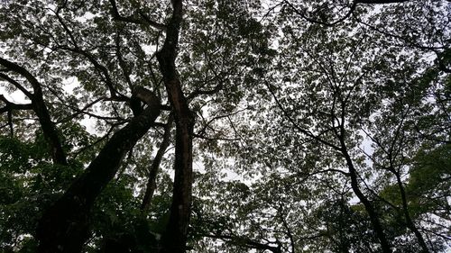 Low angle view of tree