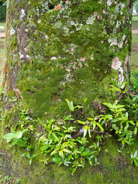 High angle view of flowering plants by trees