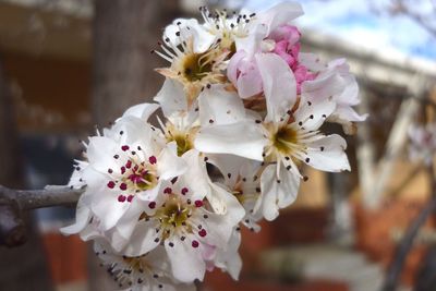 Close-up of white flowers blooming in park