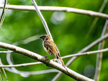 Close-up of bird perching on branch