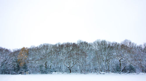 Bare trees on snow field against clear sky