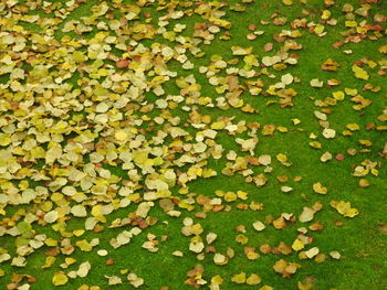 Full frame shot of leaves