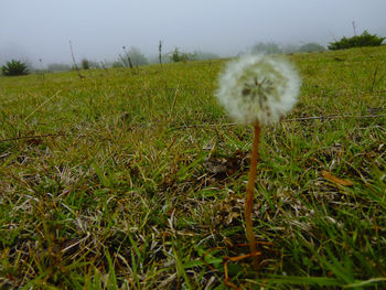 Dandelion on field against sky