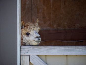 Close-up of alpaca looking through window