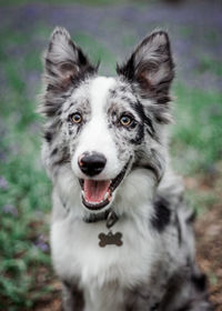 Close-up portrait of a dog on field