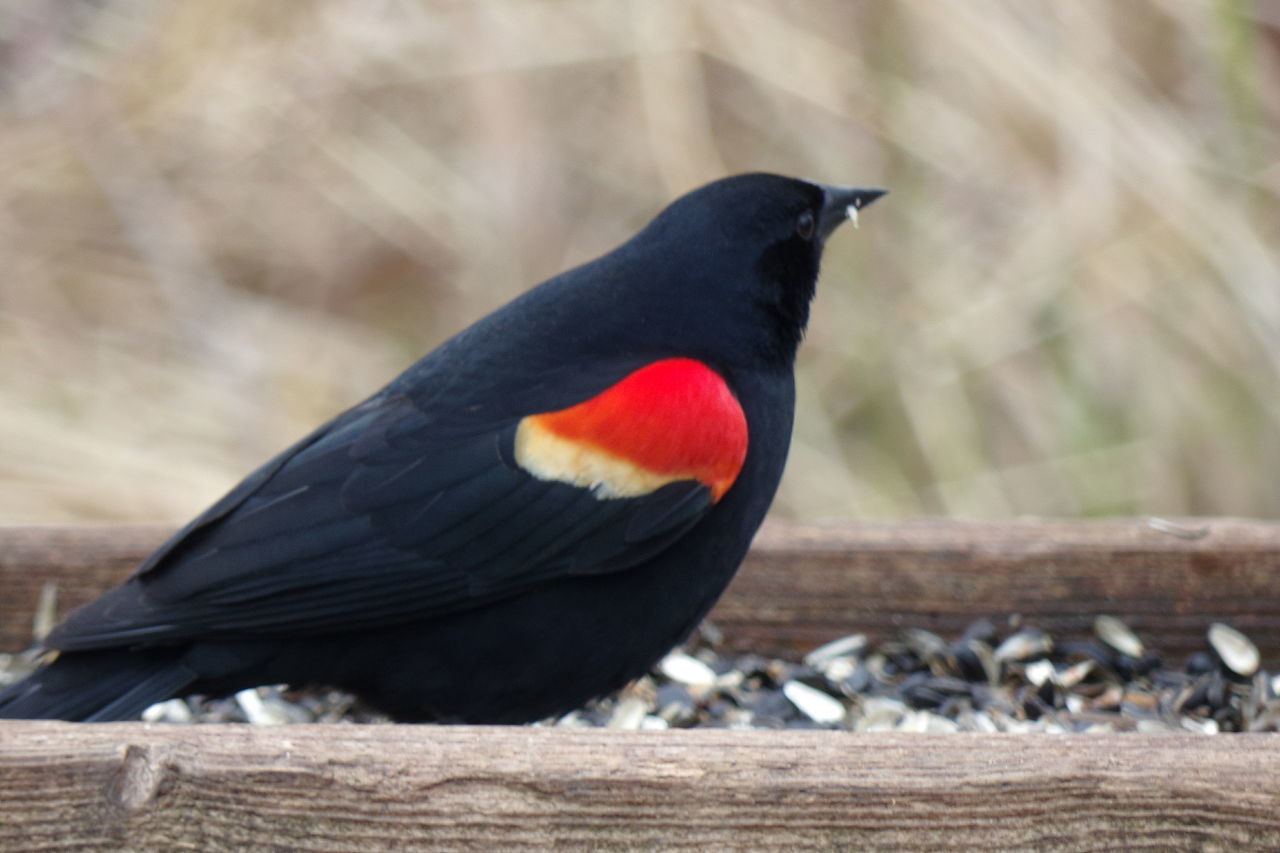 CLOSE-UP OF BLACK BIRD PERCHING ON WOOD