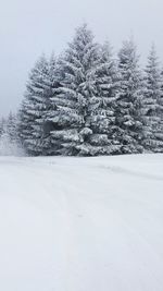 Frozen trees against sky during winter