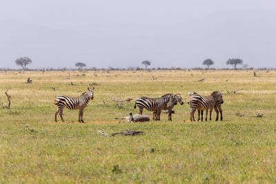 Zebras in a field