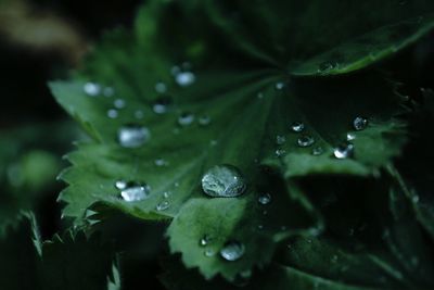 Close-up of water drops on plant