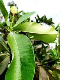 Close-up of green leaves