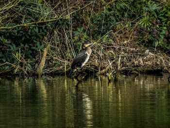 Bird in water