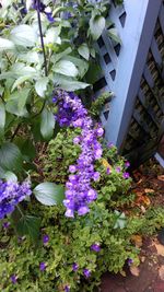 High angle view of purple flowering plants