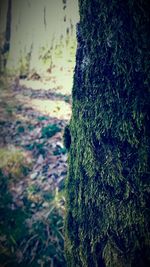 Close-up of moss growing on tree trunk