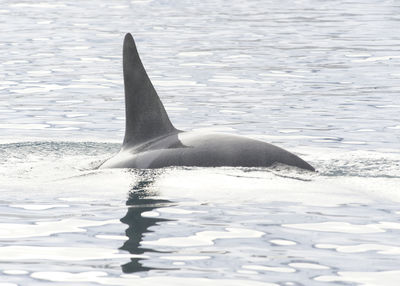 Killer whale swimming in sea at iceland