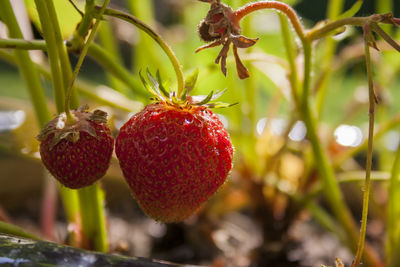 Close-up of strawberry on plant