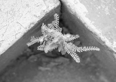 High angle view of flowers on snow