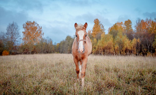 Horse standing in a field