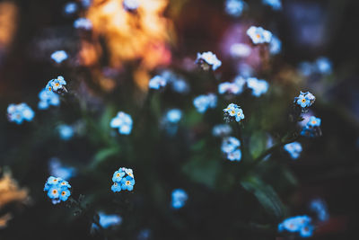 Close-up of flowering plant