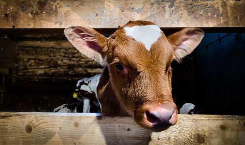 Portrait of cow in pen