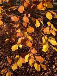 Full frame shot of yellow leaves