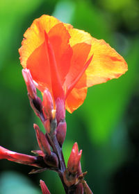 Close-up of day lily blooming outdoors