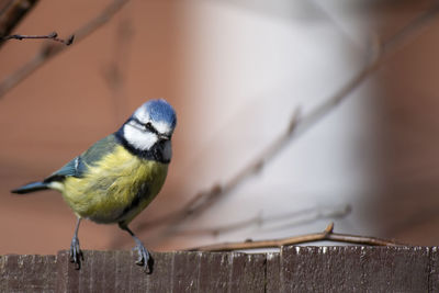 Close-up of bird perching on wood