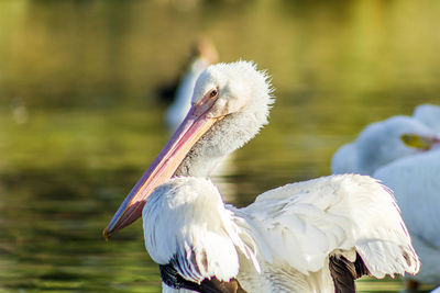 Close-up of pelican