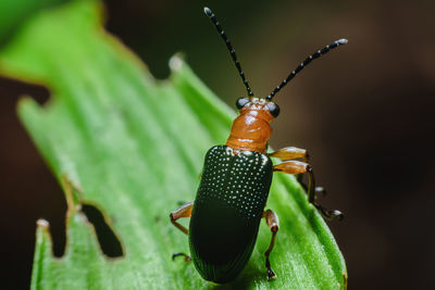 Close-up of insect on leaf