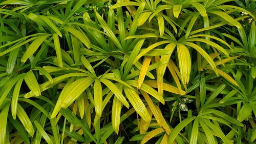 Full frame shot of fresh green plants in field