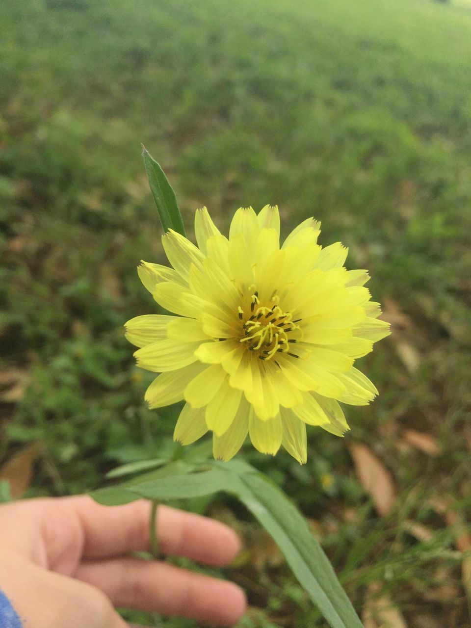 human hand, flower, yellow, human body part, one person, real people, beauty in nature, nature, holding, fragility, petal, flower head, freshness, outdoors, close-up, day, people