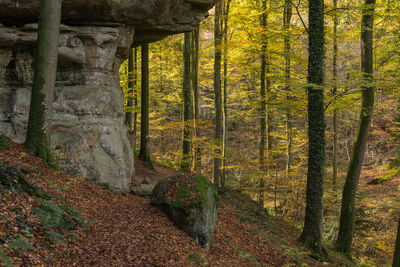 Trees in forest during autumn