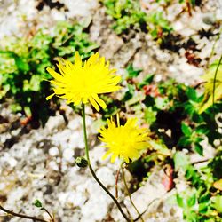 Close-up of yellow flower